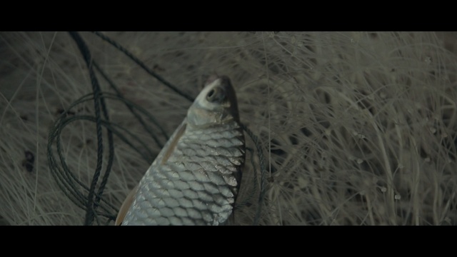 Video Reference: fauna, beak, wildlife, organism, bird, wing, screenshot, grass, Person