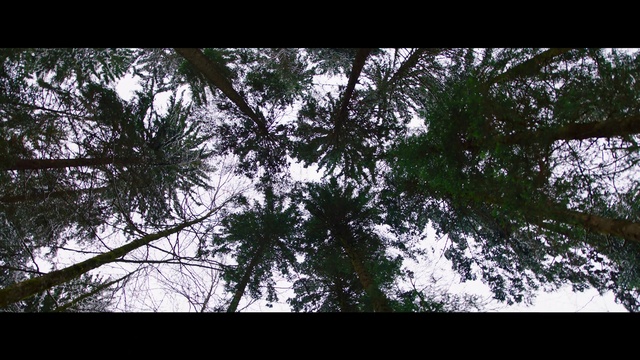 Video Reference: Tree, Nature, Branch, Sky, Vegetation, Woody plant, Leaf, Plant, Forest, Sunlight
