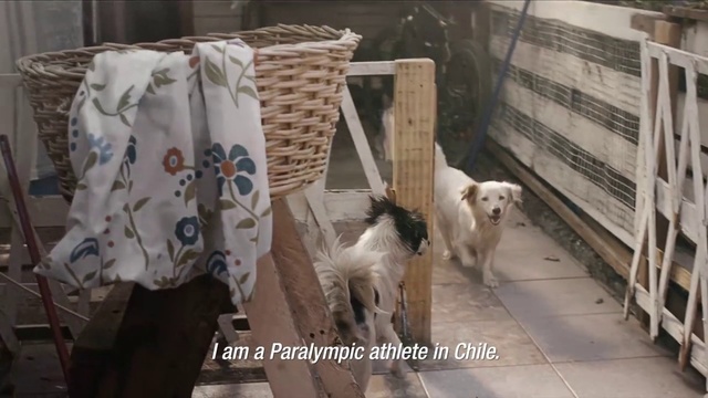 Video Reference: Mammal, Vertebrate, Canidae, Dog, Dog breed, Animal shelter, Carnivore, Sporting Group, Goats, Retriever