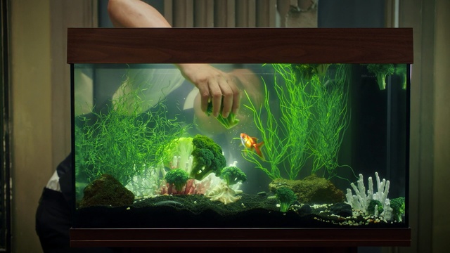 Video Reference: Freshwater aquarium, Aquarium, Aquarium decor, Aquarium lighting, Aquatic plant, Feeder fish, Organism, Fish, Plant, Pet supply, Person