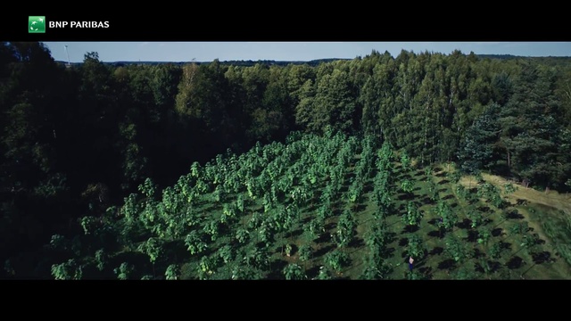 Video Reference: Vegetation, Biome, Natural environment, Tree, Forest, Plant community, Plant, Tropical and subtropical coniferous forests, Plantation, Screenshot