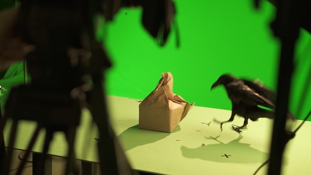 Video Reference: Green, Bird, Adaptation, Organism, Crow, Crow-like bird, Beak, Perching bird, Shadow, Art