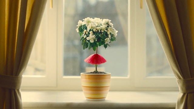 Video Reference: Flowerpot, Flower, Yellow, Cut flowers, Plant, Houseplant, Flower Arranging, Bouquet, Floral design, Artificial flower