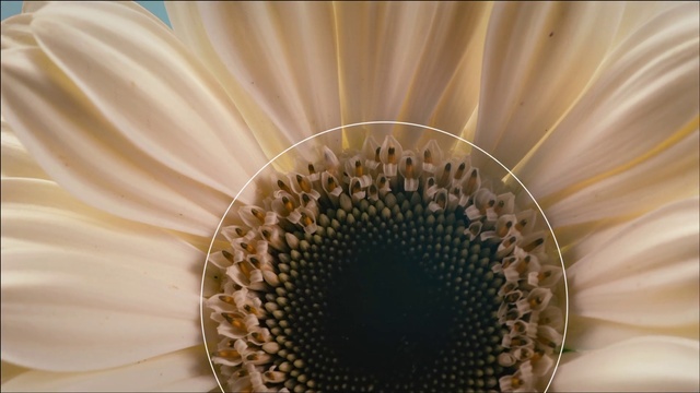 Video Reference: Close-up, Flower, Yellow, Macro photography, Petal, Plant, Pollen, sunflower, Organism, Photography