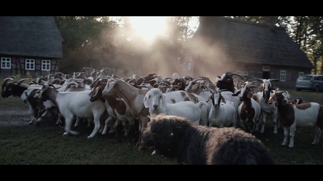 Video Reference: Herd, Mammal, Vertebrate, Sheep, Goats, Sheep, Cow-goat family, Goat, Herding, Livestock