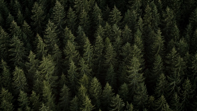 Video Reference: Green, shortleaf black spruce, Tree, Forest, Tropical and subtropical coniferous forests, Biome, Natural environment, Evergreen, Plant, Spruce-fir forest