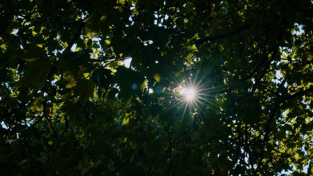 Video Reference: nature, leaf, sky, vegetation, tree, branch, light, flora, sunlight, forest