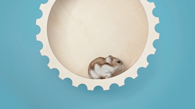 Video Reference: Illustration, Hamster, Beige, Fawn, Rodent