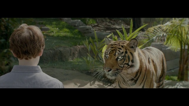 Video Reference: Tiger, Wildlife, Mammal, Vertebrate, Bengal tiger, Siberian tiger, Felidae, Nature, Big cats, Terrestrial animal