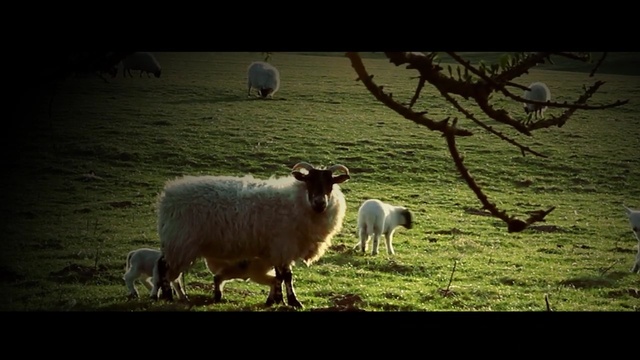 Video Reference: sheep, sheep, fauna, grazing, herd, cow goat family, pasture, grass, livestock, wildlife