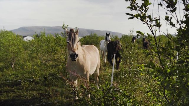 Video Reference: Vertebrate, Wildlife, Nature reserve, Pasture, Herd, Plant community, Horse, Rural area, National park, Adaptation