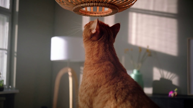 Video Reference: Cat, Felidae, Small to medium-sized cats, Whiskers, Carnivore, Abyssinian, Room, Light fixture, Interior design, Fawn