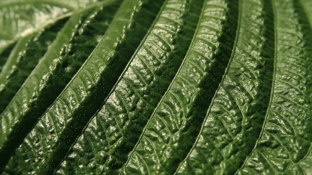 Video Reference: green, leaf, close up, plant, grass, plant stem