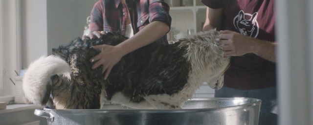 Video Reference: Dog, Canidae, Dog breed, Scottish terrier, Fur, Tibetan terrier, Washing, Bathing, Non-Sporting Group, Terrier