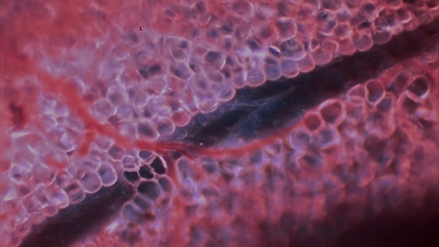 Video Reference: Red, Close-up, Organism, Macro photography, Pink, Water, Pattern