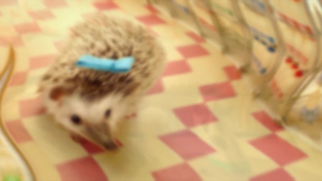 Video Reference: hedgehog, erinaceidae, domesticated hedgehog, mammal, snout, whiskers
