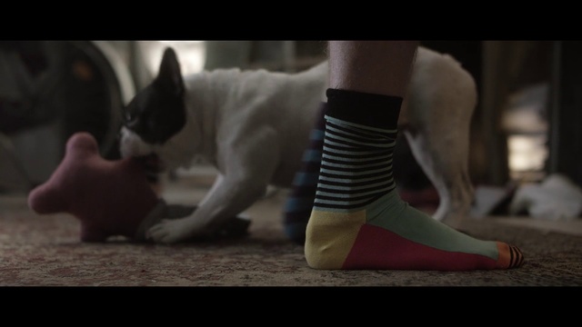 Video Reference: Mammal, Canidae, Footwear, Dog, Leg, French bulldog, Snapshot, Carnivore, Shoe, Dog breed