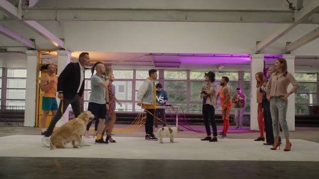 Video Reference: Conformation show, Dog, Canidae, Fun, Dog sports, Animal sports, Kennel club, Sporting Group, Carnivore