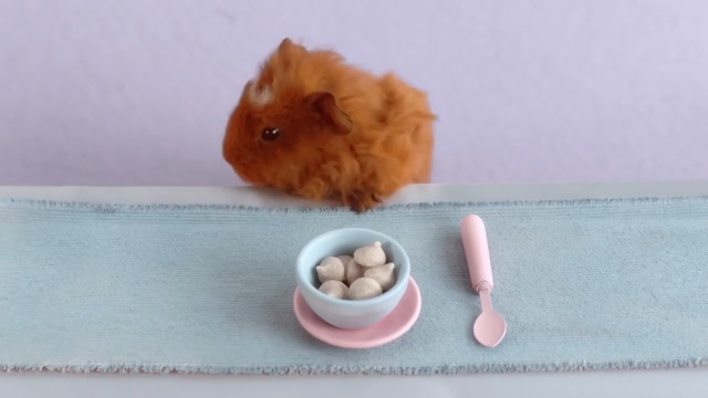 Video Reference: Hamster, Guinea pig, Rodent, Fawn