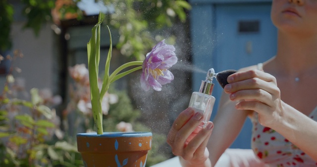 Video Reference: Hand, Flower, Plant, Spring