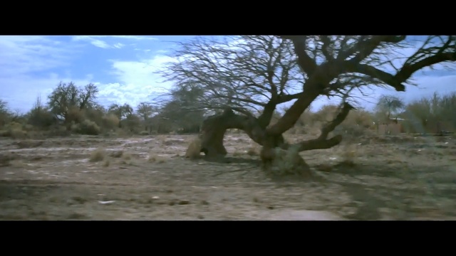 Video Reference: Tree, Nature, Natural environment, Wildlife, Natural landscape, Wilderness, Savanna, Woodland, Woody plant, Branch