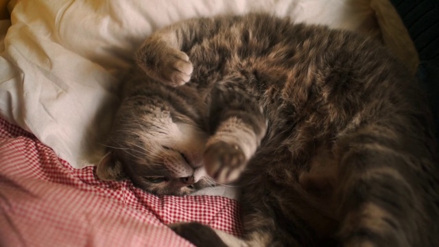 Video Reference: Cat, Felidae, Small to medium-sized cats, Fur, Whiskers, Nap, European shorthair, Carnivore, Dragon li, Sleep