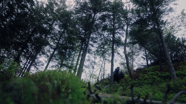 Video Reference: Tree, Nature, Forest, Natural environment, Vegetation, Woodland, Natural landscape, Nature reserve, Biome, Wilderness