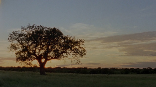 Video Reference: sky, tree, ecosystem, woody plant, savanna, field, cloud, grassland, morning, horizon