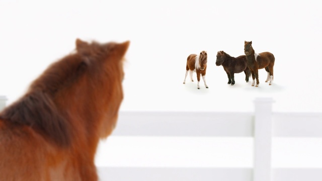 Video Reference: Horse, Mammal, Vertebrate, Mane, Sorrel, Mare, Shetland pony, Pony, Mustang horse, Livestock