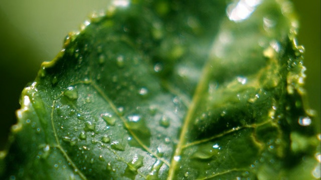 Video Reference: water, green, leaf, drop, dew, vegetation, macro photography, moisture, close up, grass