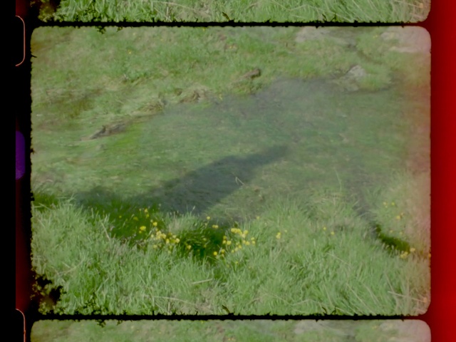 Video Reference: Green, Grass, Leaf, Lawn, Rectangle, Plant, Square