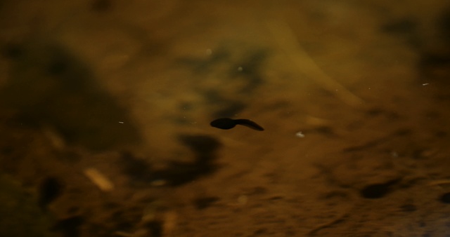 Video Reference: Sky, Brown, Leaf, Atmosphere, Organism, Soil, Cloud, Night, Wood, Landscape