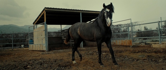 Video Reference: horse, stallion, horse like mammal, mare, mustang horse, horse supplies, mane, livestock, horse tack, stable, Person