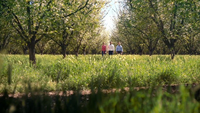 Video Reference: grass, tree, nature reserve, field, spring, grass family, woodland, plant, meadow, sunlight