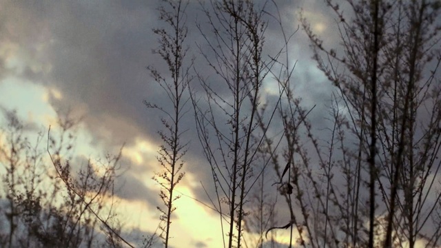 Video Reference: sky, cloud, branch, tree, atmosphere, geological phenomenon, wildfire, sunlight, forest, meteorological phenomenon