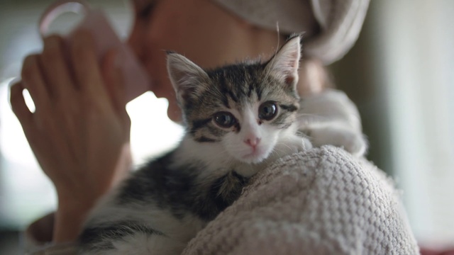 Video Reference: Cat, Mammal, Vertebrate, Small to medium-sized cats, Whiskers, Felidae, Kitten, Domestic short-haired cat, European shorthair, Aegean cat