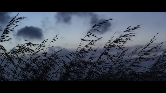 Video Reference: Sky, Nature, Branch, Atmospheric phenomenon, Natural landscape, Grass, Cloud, Atmosphere, Grass, Twig, Person