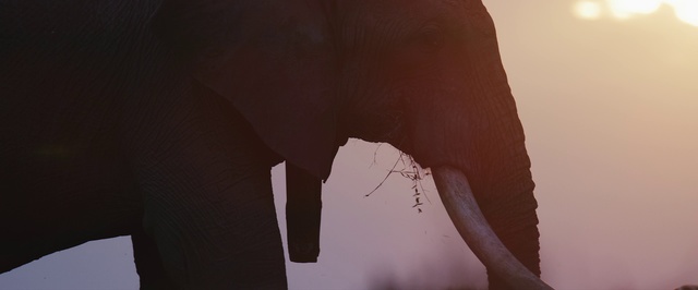 Video Reference: Elephant, Elephants and Mammoths, Skin, Shoulder, Joint, Neck, Architecture, Photography, African elephant, Trunk