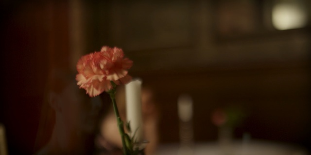 Video Reference: flower, plant, petal, hand, spring, floristry, still life photography, flower arranging, darkness, floral design