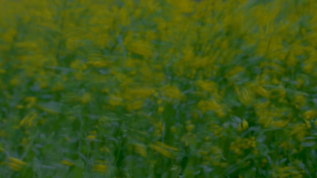 Video Reference: field, grass, ecosystem, grassland, meadow, wildflower, crop, grass family, rapeseed, prairie