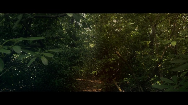 Video Reference: vegetation, nature, green, forest, rainforest, jungle, ecosystem, leaf, flora, woodland