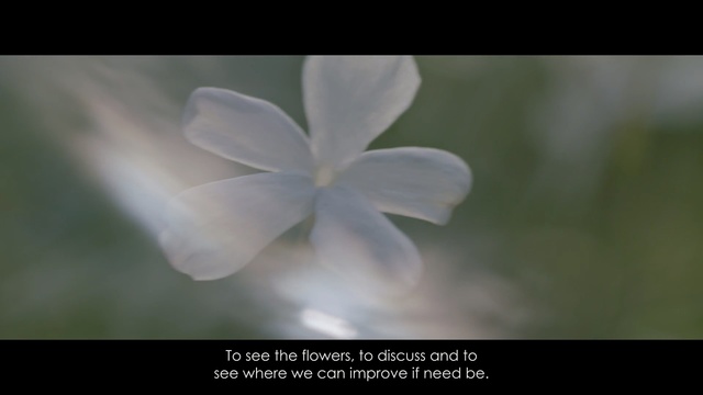 Video Reference: flower, flora, plant, petal, wildflower, close up, jasmine, computer wallpaper, flowering plant, macro photography