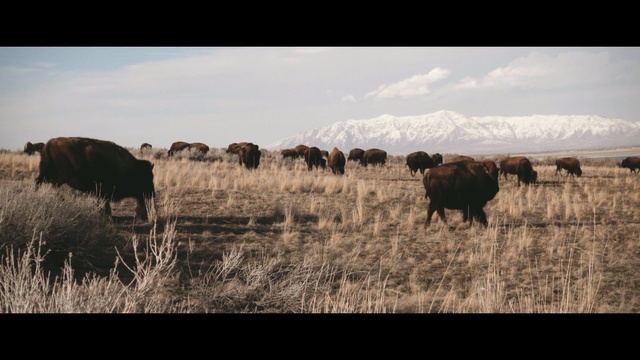 Video Reference: herd, grassland, cattle like mammal, ecosystem, wildlife, grazing, prairie, pasture, bison, wilderness
