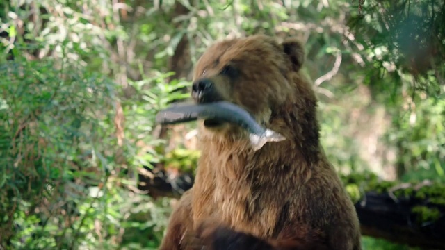 Video Reference: Mammal, Vertebrate, Terrestrial animal, Grizzly bear, Brown bear, Wildlife, Carnivore, Adaptation, Kodiak bear, Bear