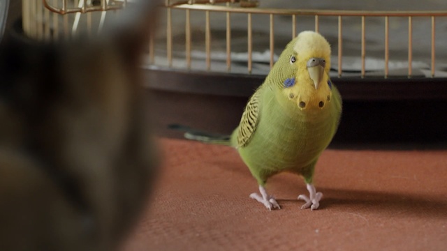 Video Reference: common pet parakeet, parakeet, bird, beak, parrot, fauna, lovebird, perico, feather, cockatiel