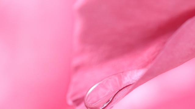 Video Reference: pink, flower, macro photography, petal, close up, light, magenta, rose family, lip