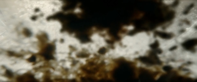 Video Reference: close up, macro photography, organism, membrane winged insect, computer wallpaper