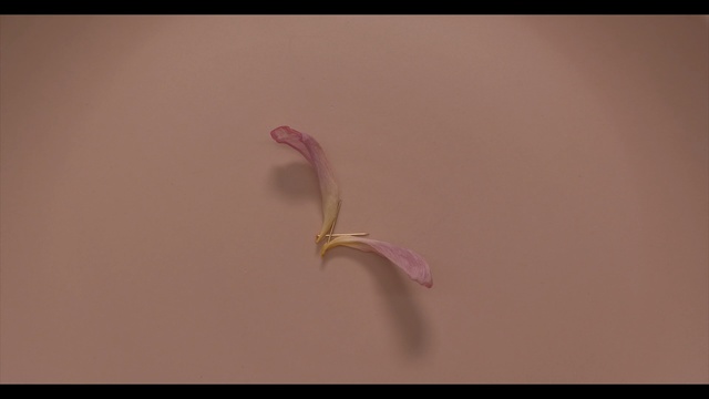 Video Reference: pink, macro photography, close up