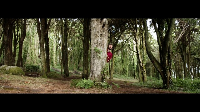 Video Reference: Tree, Woodland, Forest, People in nature, Nature, Natural environment, Natural landscape, Old-growth forest, Woody plant, Jungle