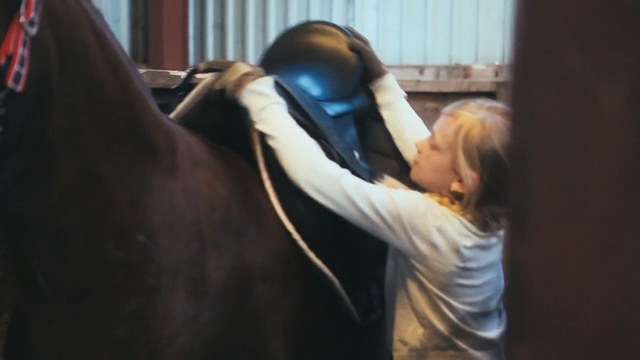 Video Reference: horse, horse tack, mammal, vertebrate, horse supplies, horse like mammal, bridle, horse grooming, rein, saddle, Person